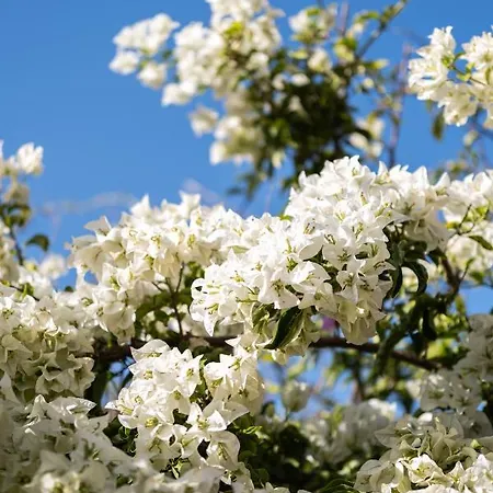 Vakantiehuis Mavrianos Kithnos
